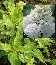 Hortensja bukietowa (Hydrangea paniculata) 